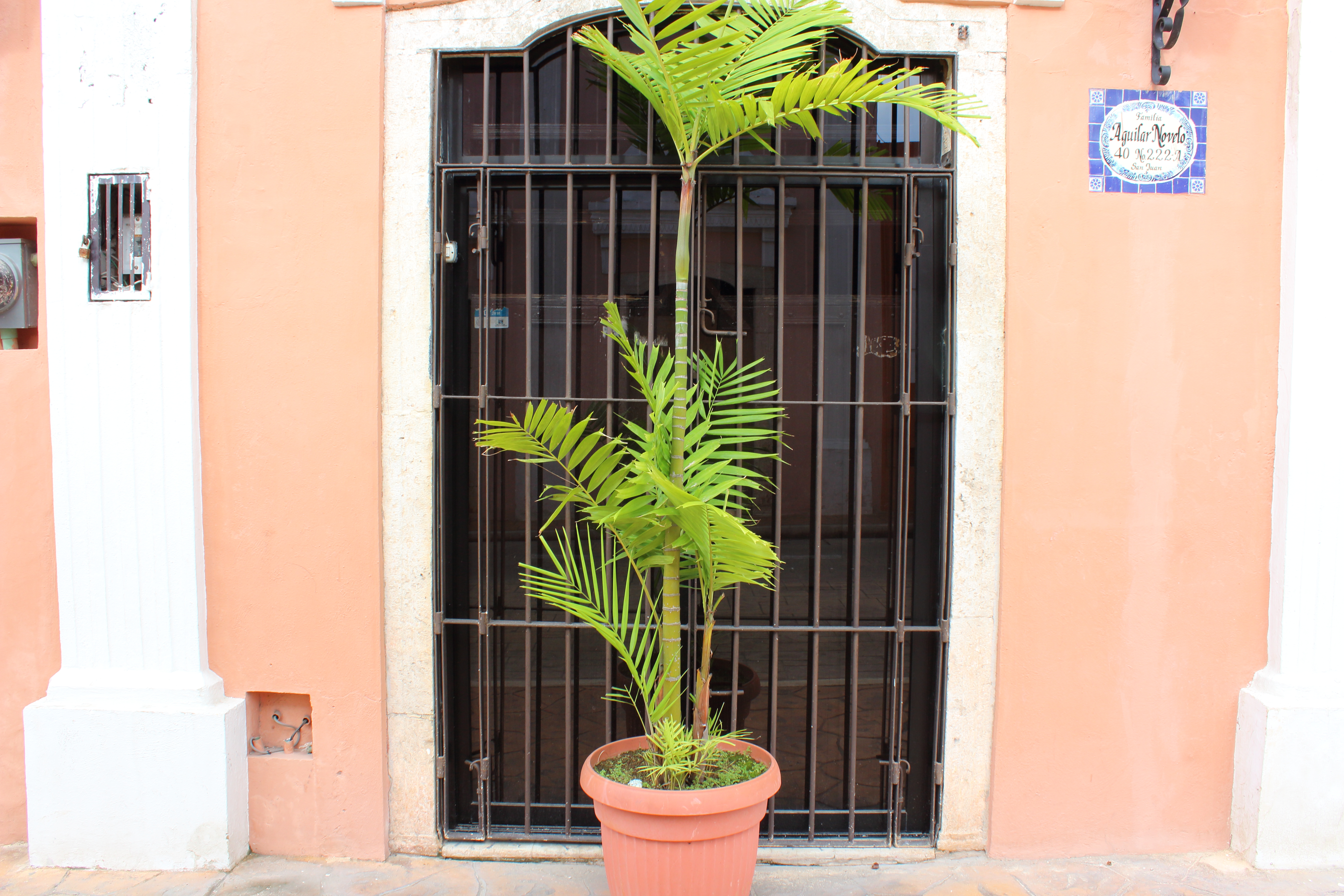 plants-on-pink-valladolid