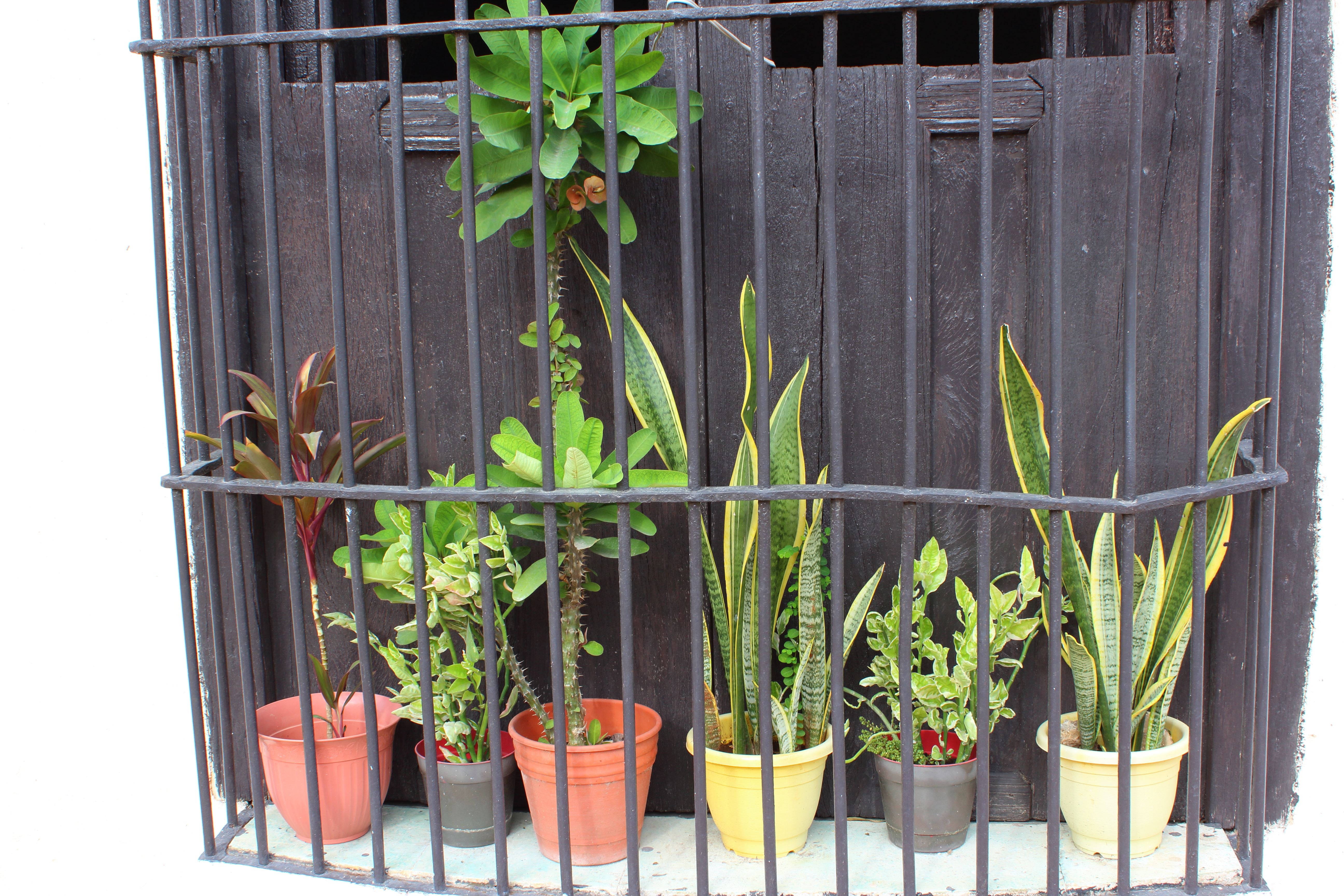 yucatan-valladolid-plants